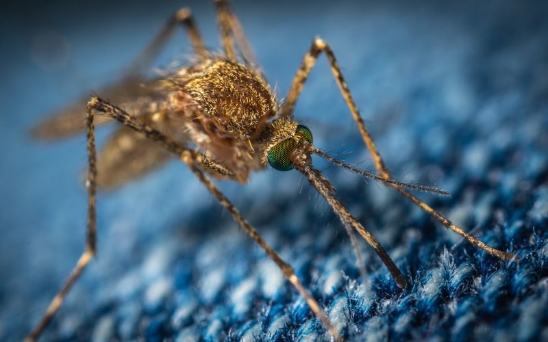 mosquito-3743404 (1).jpg