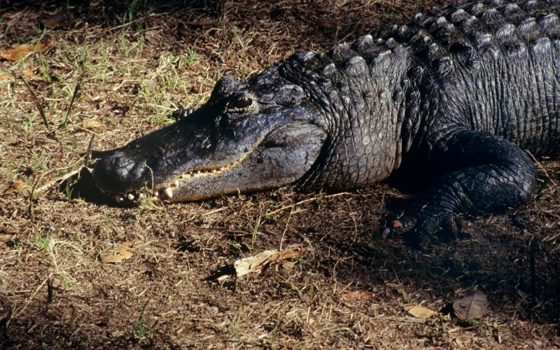 aligator
