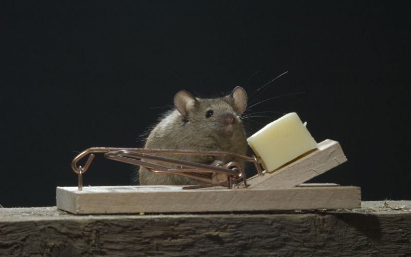 miš