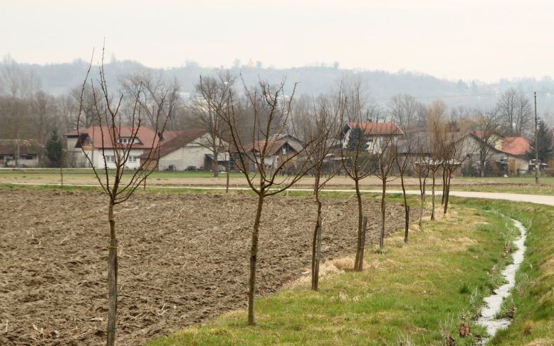 _drevored_bobovca_gregovce.jpg