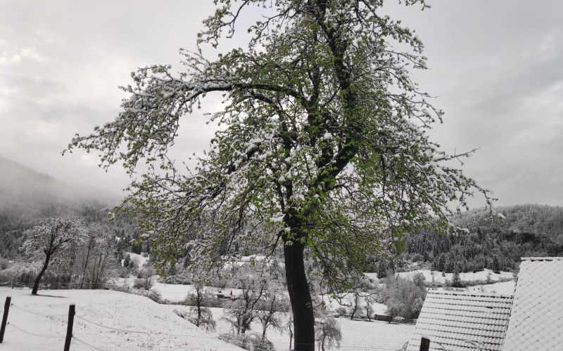 bohinj, sneg, stara-fužina