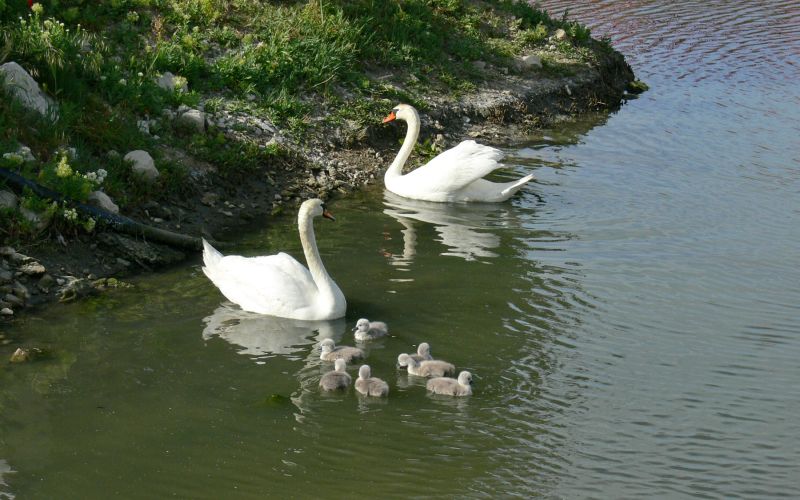 labod, koper, izginotje