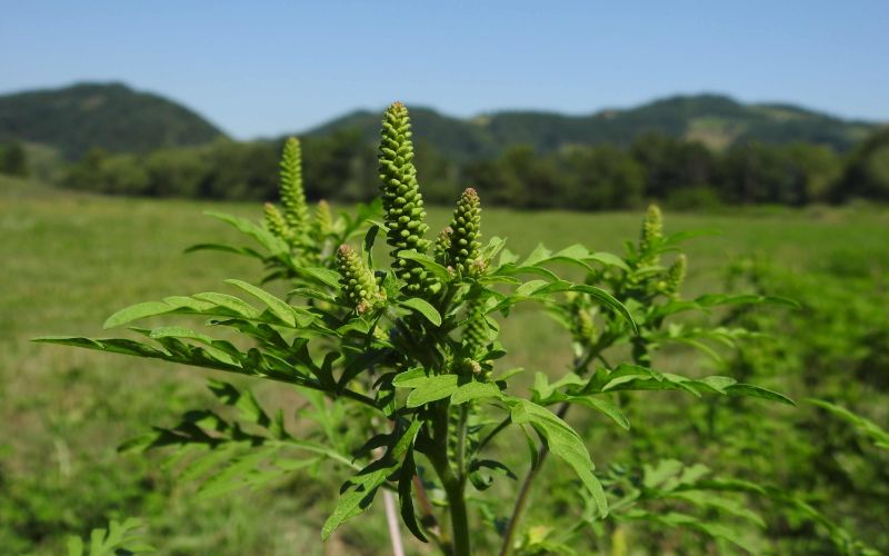 _zzzambrozija__ambrosia_artemisiifolia_.jpg