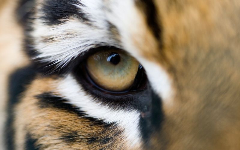 Bengalski tiger