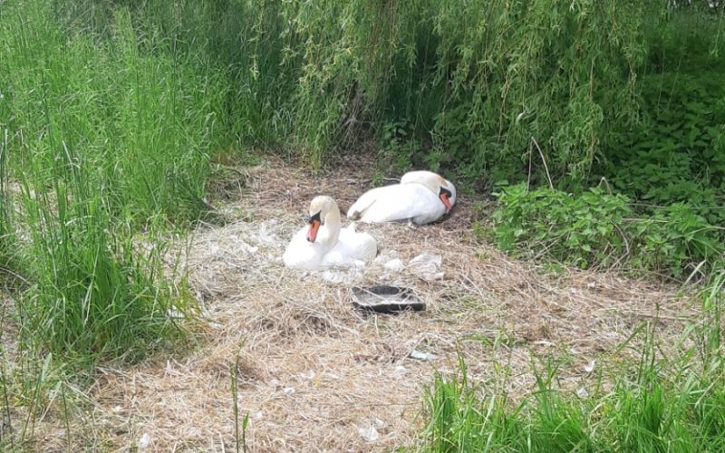 Laboda ob Savi pričakujeta naraščaj