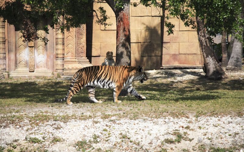 bengalski tiger