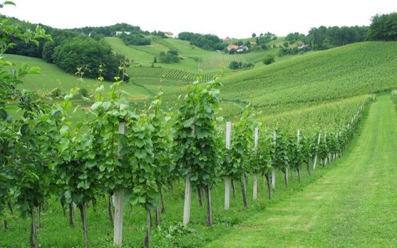 vinograd.jpg