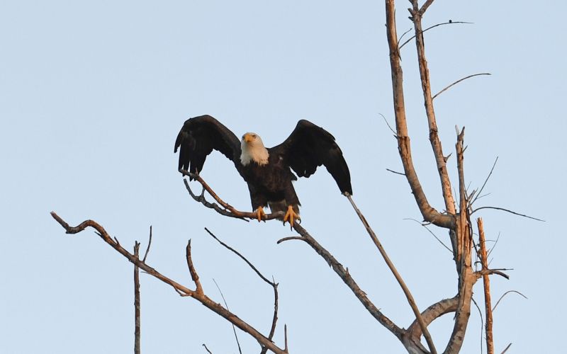 beloglavi orel, ameriški jezerec