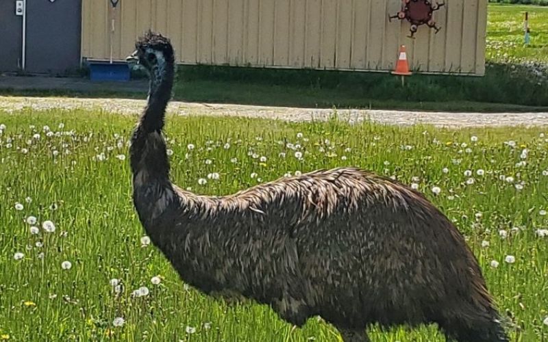dora-raziskovalka, emu