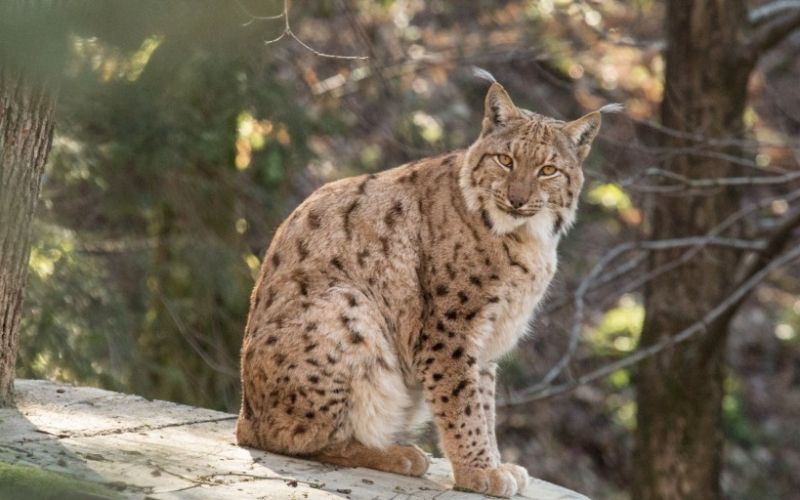 ris ZOO si.jpg