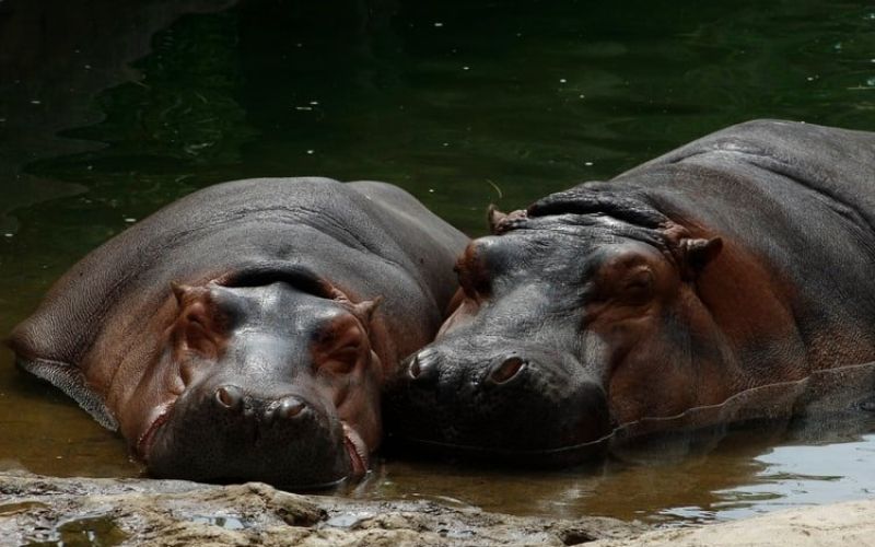 hippos unsplash.jpg