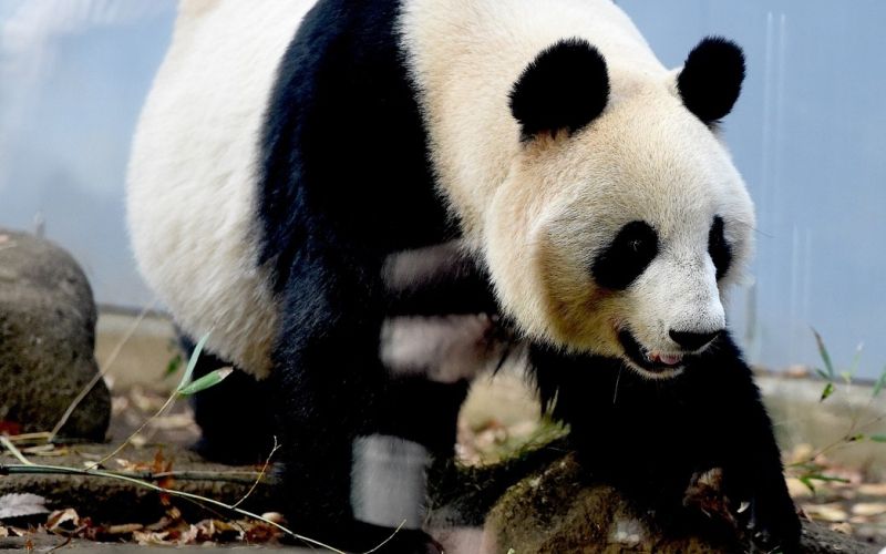 panda šin šin