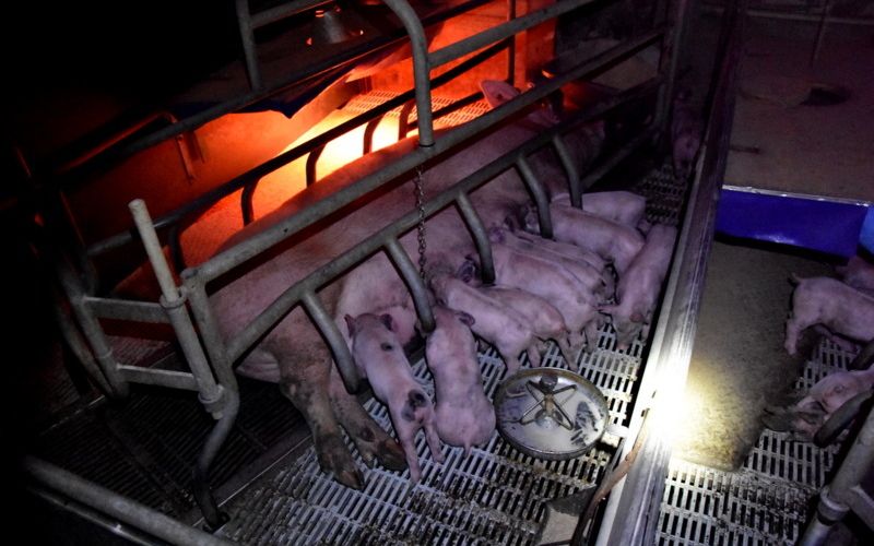 prašiči, slovenska-farma, aktivisti
