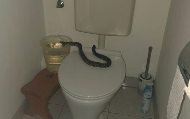 kača, wc, navadni udav, stranišče.jpg