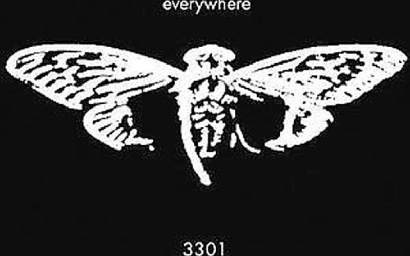 cicada.jpg
