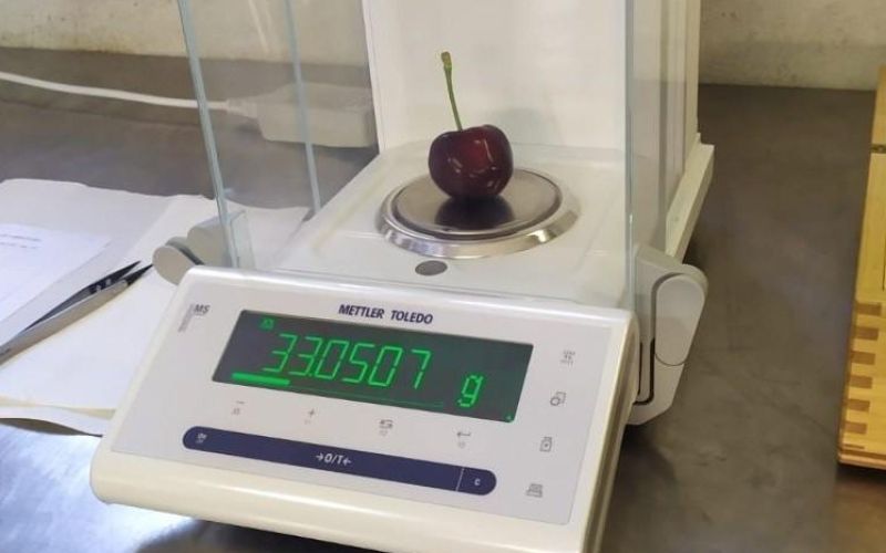Najtežja češnja na svetu guinness world records.jpg