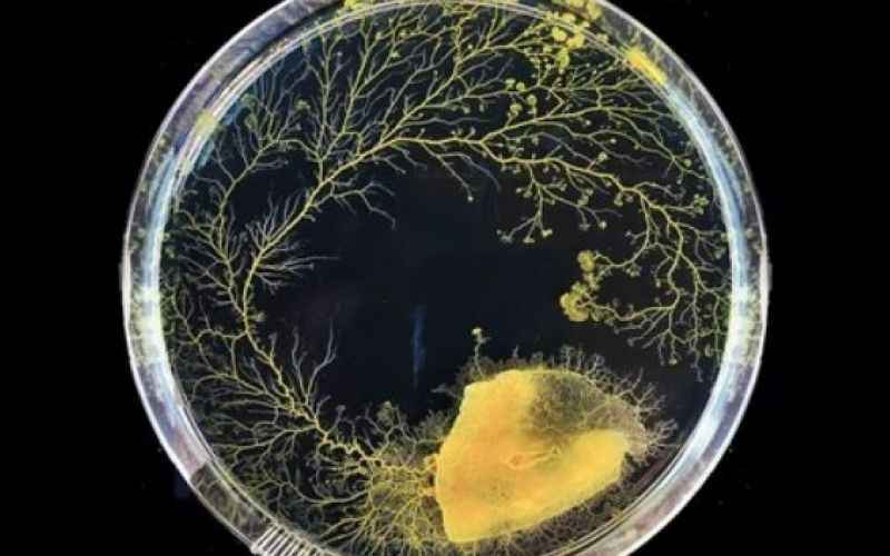 Physarum.JPG