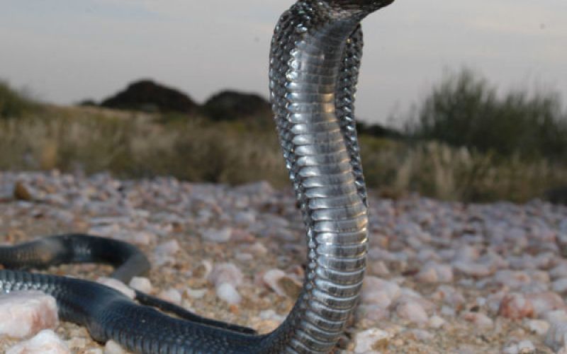 kobra african snakebite iinstitute.jpg