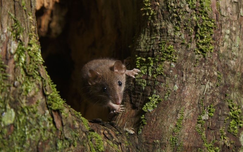 Antechinus, miš vrečarica