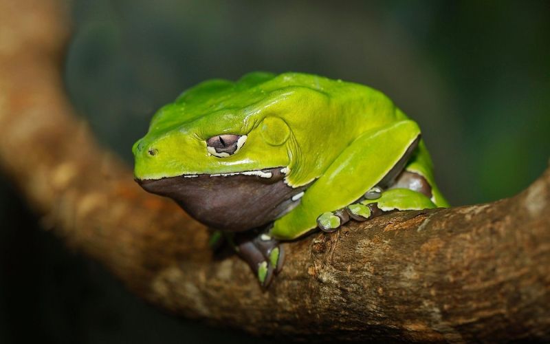 žaba, Phyllomedusa bicolor.jpg