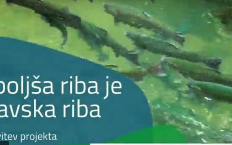 _zzzzribe.jpg