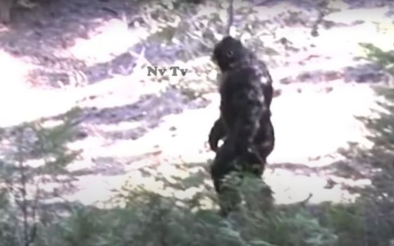 Big Foot Youtube.jpg