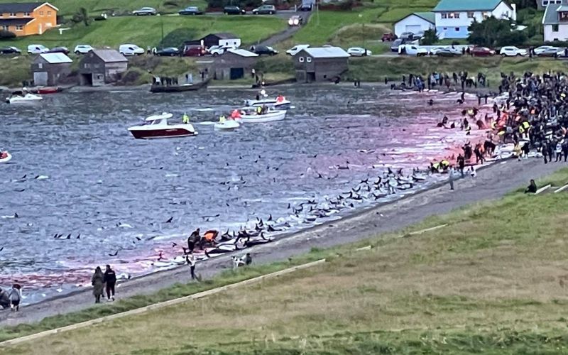 kitolov, delfin, ferski otoki