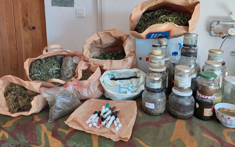 droga, hišne-preiskave, konoplja, sadike, smola