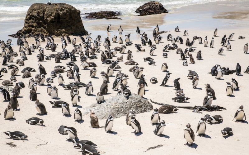 pingvin, simons town