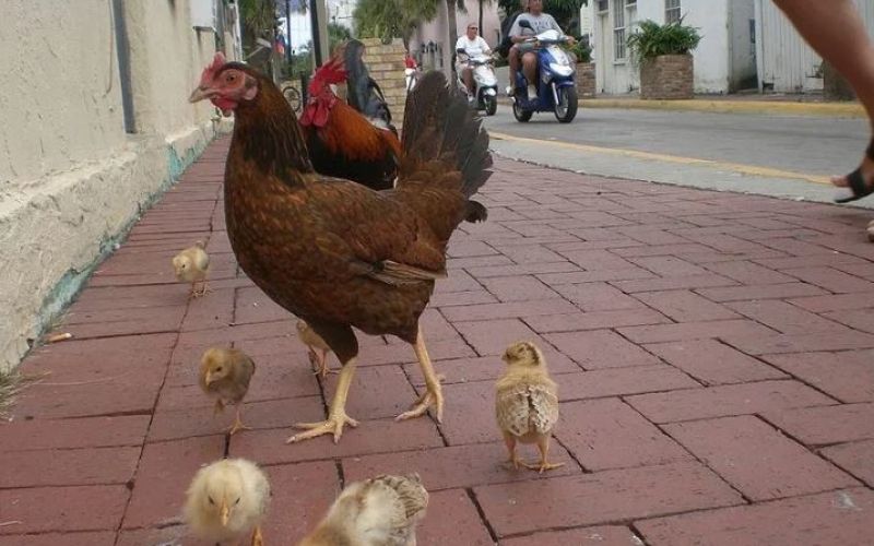 Kokoši v Key Westu floridambler com.JPG