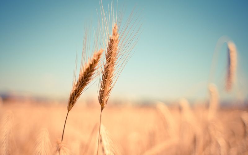 wheat-865152_1920.jpg