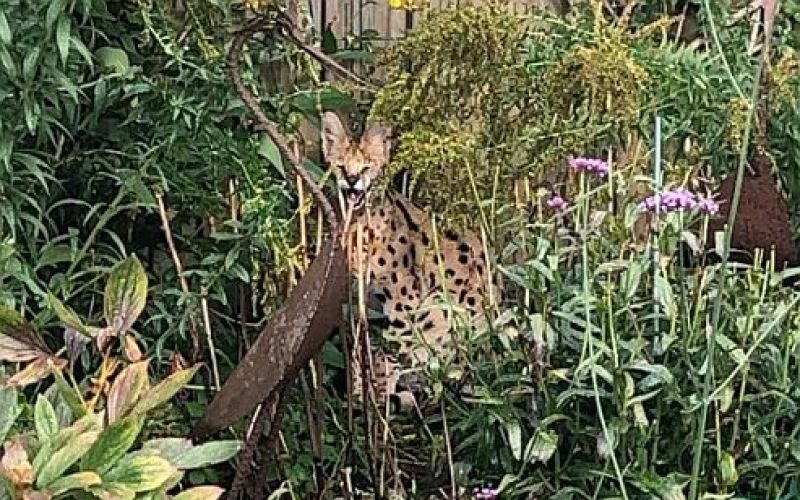 serval, vrt.jpg