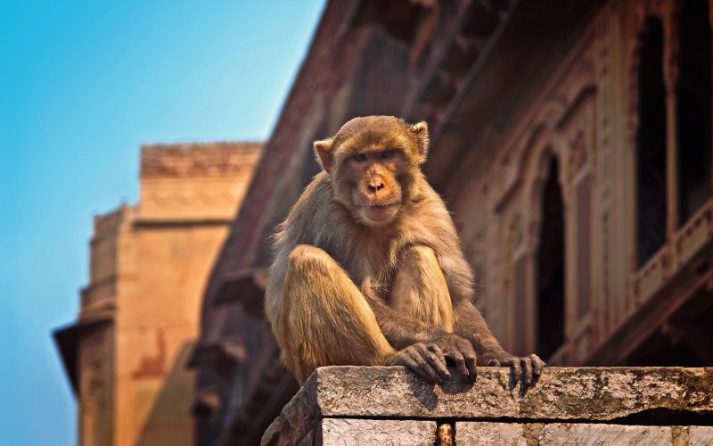 monkey-1103141_1920.jpg