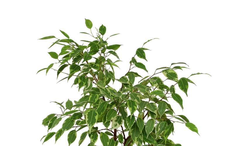 Fikus benjamin (Ficus benjamina)