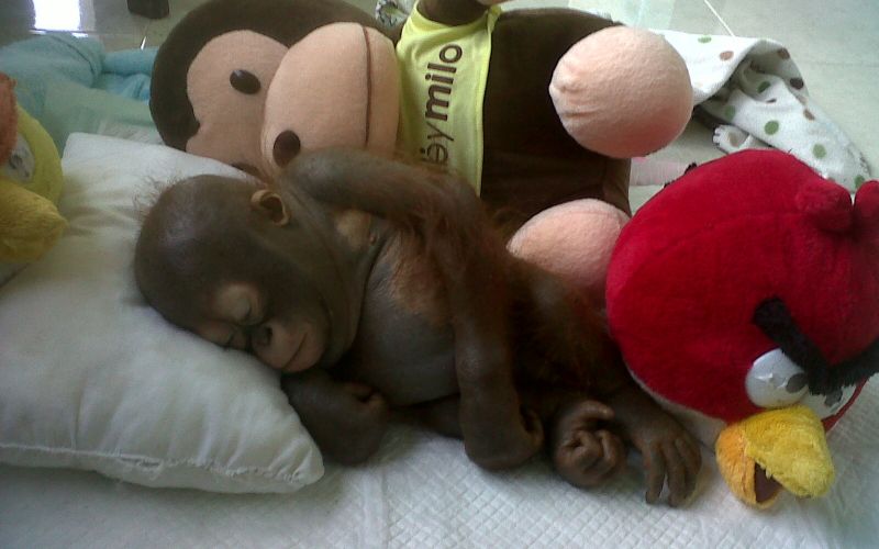 orangutan
