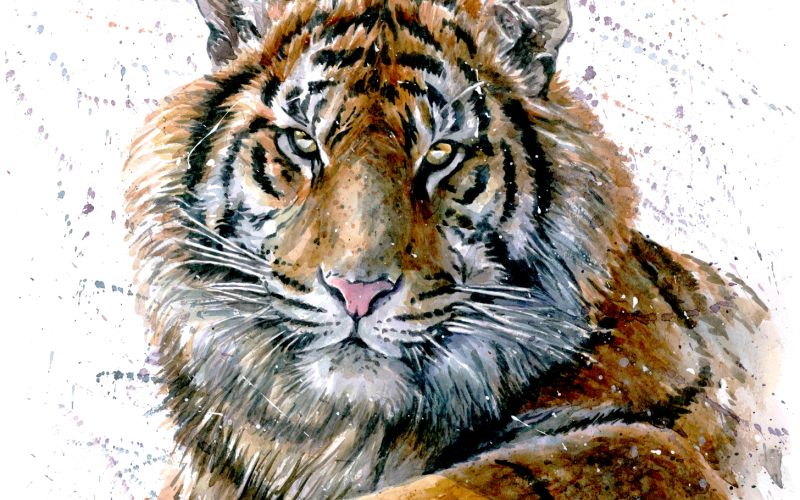tiger