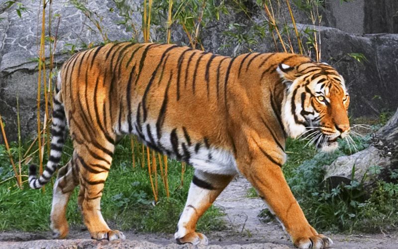 tiger