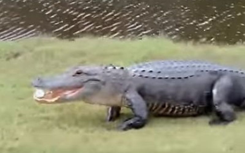 aligator, golf žogica.jpg