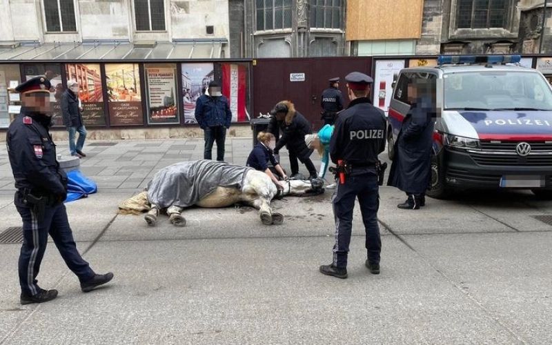 fijakarski konj, dunaj