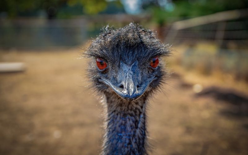 emu, avstralija