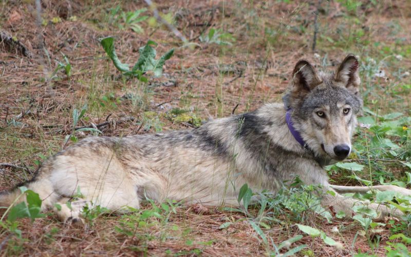RSWolf_OR-93_Austin_Smith_Jr_Confed_Tribes_of_Warm_Springs_June_2020_FPWC.jpg