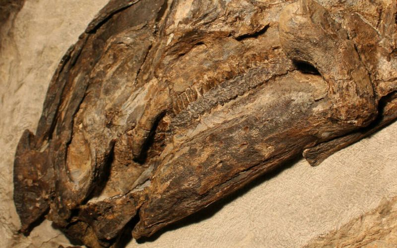 Najdeni ostanki rastlinojedega dinozavra.