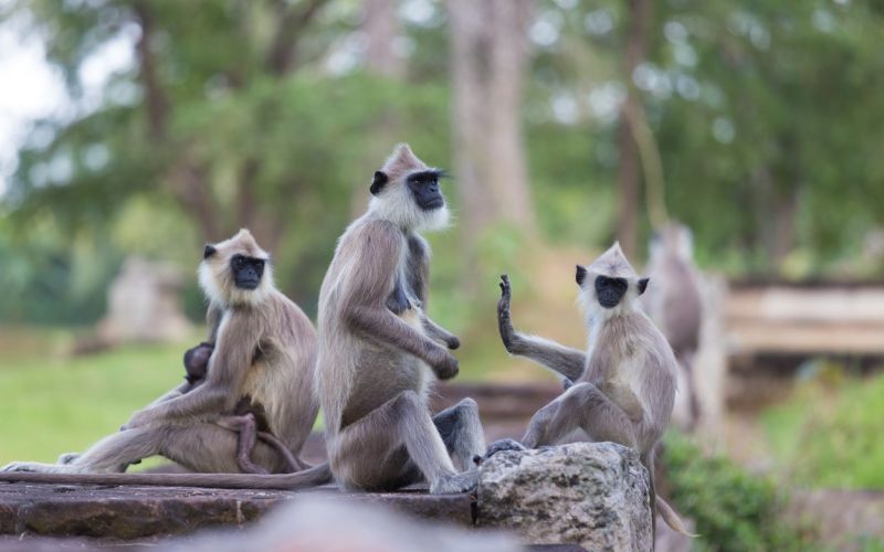 sivi langur