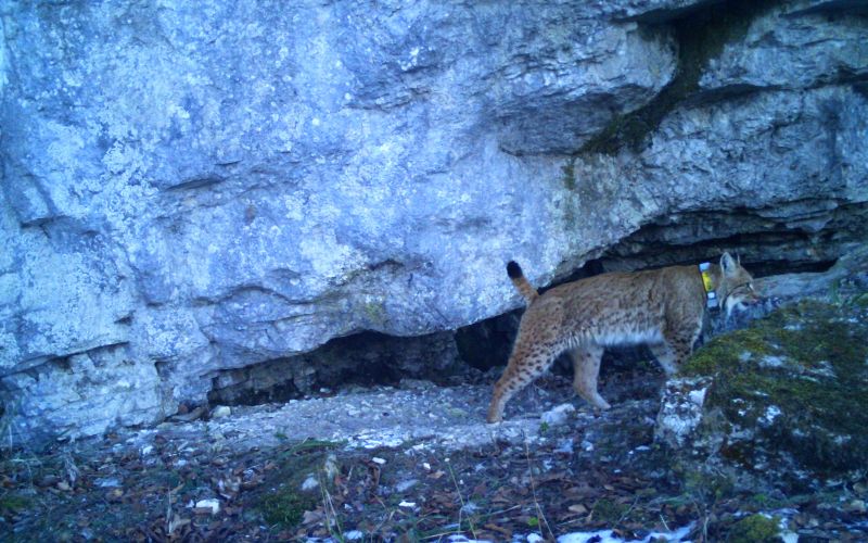 _zzzdoseljeni_ris_goru_foto_life_lynx.jpg