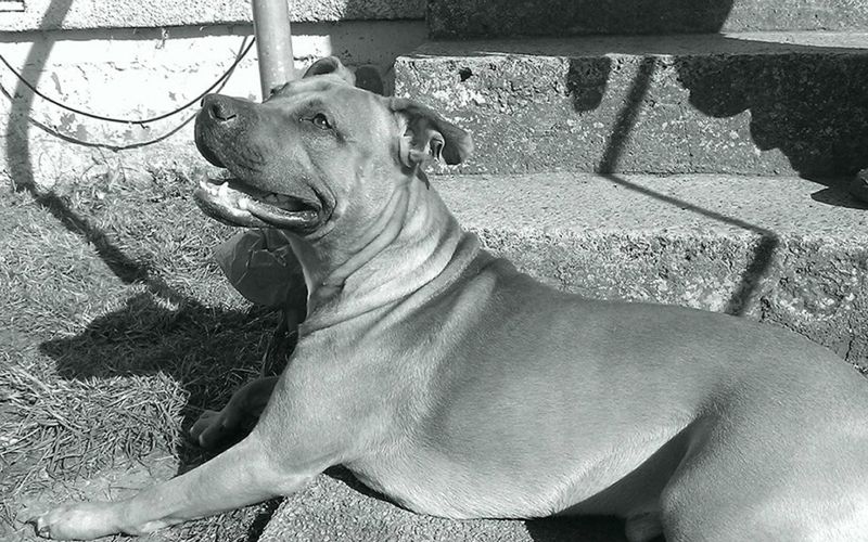 pitbull