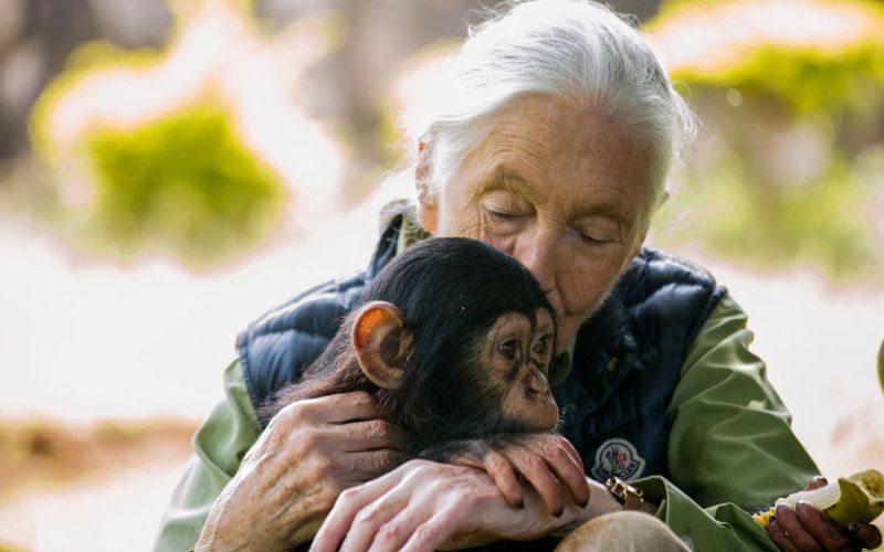 jane-goodall
