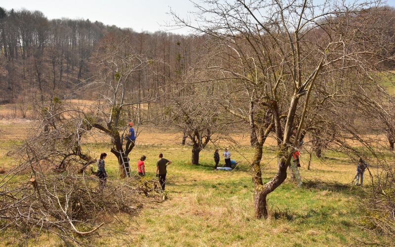 spodnji kocjan, visokodebelni sadovnjak, obnova