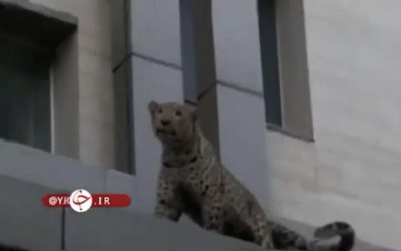 Leopard