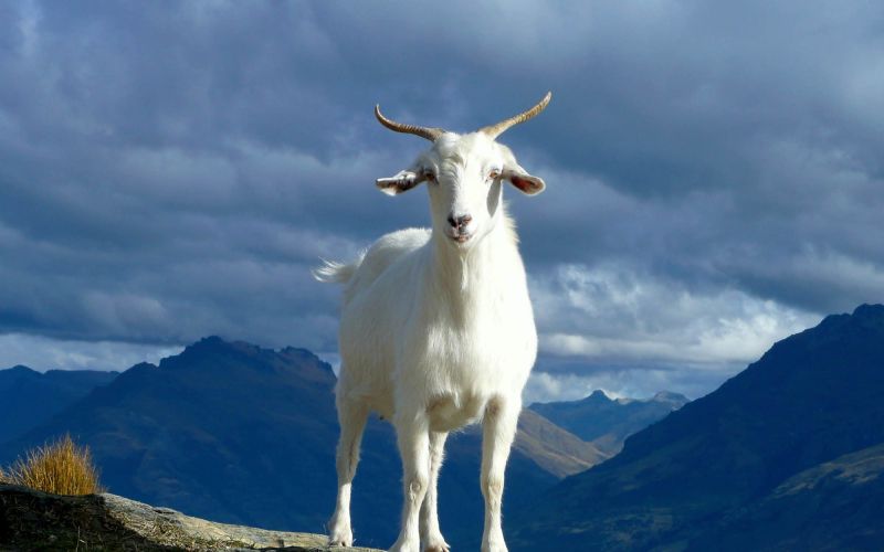 himera glavna spider goat - foto unsplash.jpg