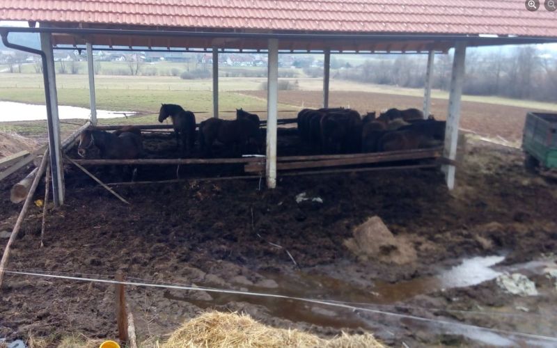 veliki ločnik, konji, zanemarjanje.jpg